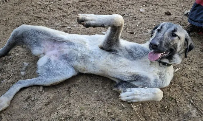 Dog from shelter, Sila Und Tamaz | Beige Kangal Female