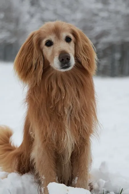 Dog from shelter, Gino | Braun Cocker Spaniel Mischling Male