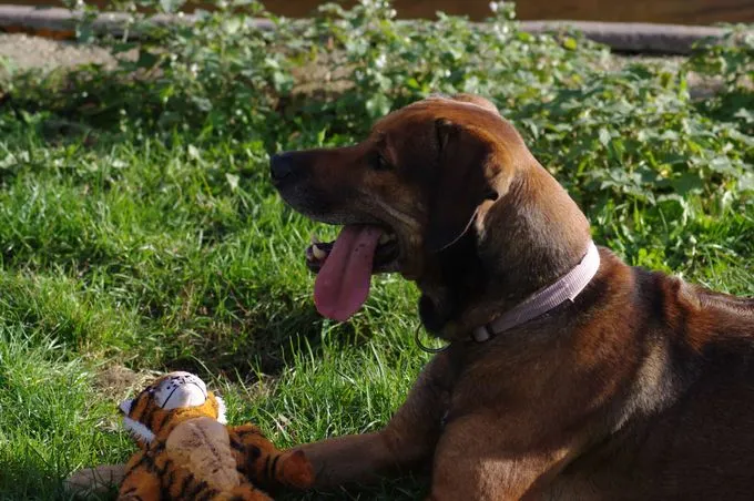 Hund aus Tierheim, Aaron | Rhodesian Ridgeback Männlich