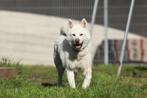 Hund aus Tierheim, Akio | Akita Inu Männlich