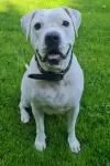 Dog from shelter, Fee | Weiß Am Bulldog Mischling Female