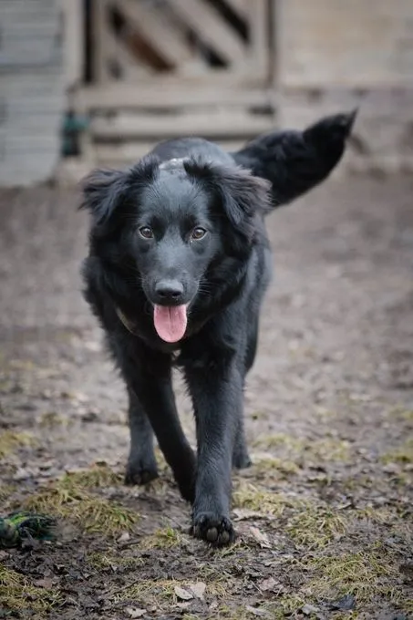 Coco - Mischling zur Adoption