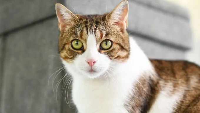 Leyla - EKH zur Adoption