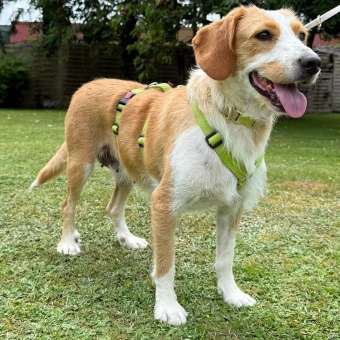 Mata - beagle-mix zur Adoption