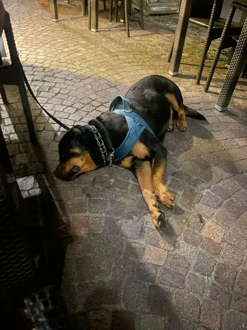 Rocko - Vermittlungshilfe - rottweiler zur Adoption