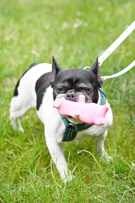 Dog from shelter, Georgie | Französische Bulldogge Female