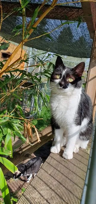 Cat from shelter, Penelope | Schwarz Weiß Europäisch Kurzhaar Female