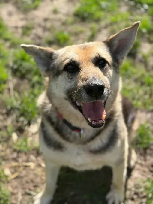 Dog from shelter, Lev | Braun Schwarz Schäferhund Mischling Male