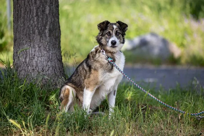 Hund aus Tierheim, Elmo | Braun Schwarz Mischling Männlich