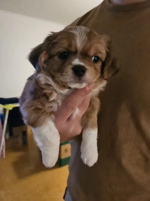 Hubi - Mischling zur Adoption