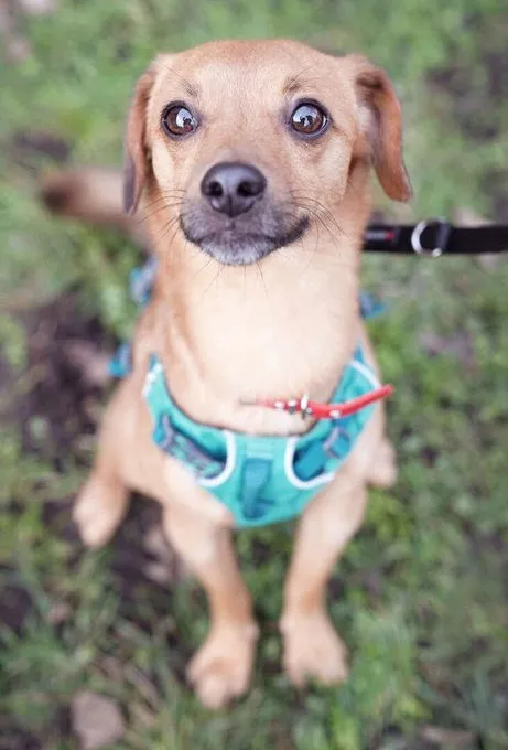 Dog from shelter, Pepe | Terrier Mix Male