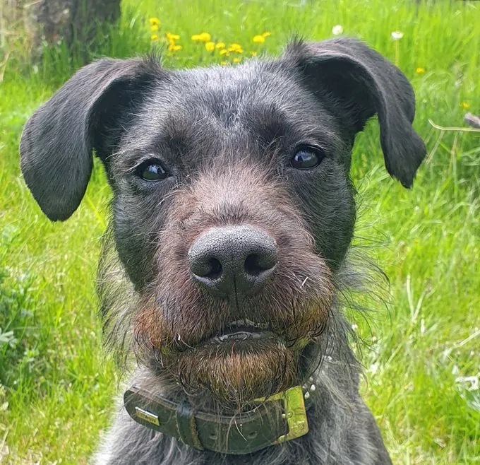 Hund aus Tierheim, Grobi | Schnauzer Mix Männlich