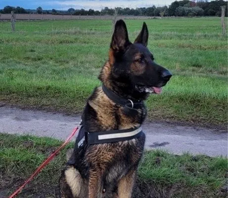 Dog from shelter, Charly | Schäferhund Male