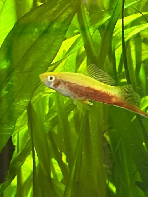 Arthur - Schwertträger zur Adoption