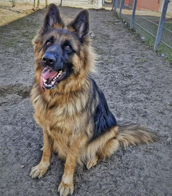Dog from shelter, Beki | Schwarz Weiß Schäferhund Male