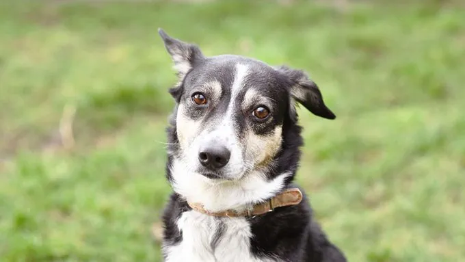 Dog from shelter, Filly | Collie Mix Female