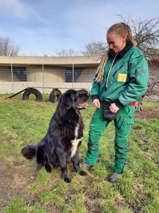 Dog from shelter, Simba | Pyrenäenberghund Mix Male