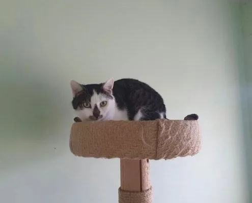 Zazou - Katze zur Adoption
