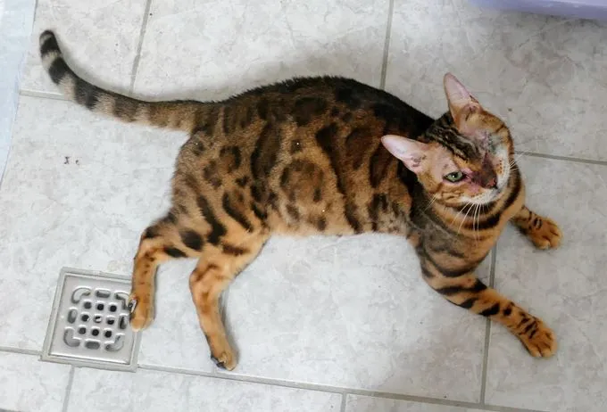 Katze aus Tierheim, Bengal | Braun Schwarz Bengal Männlich