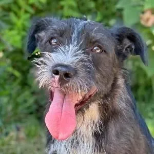 Amos - schnauzer-mix zur Adoption