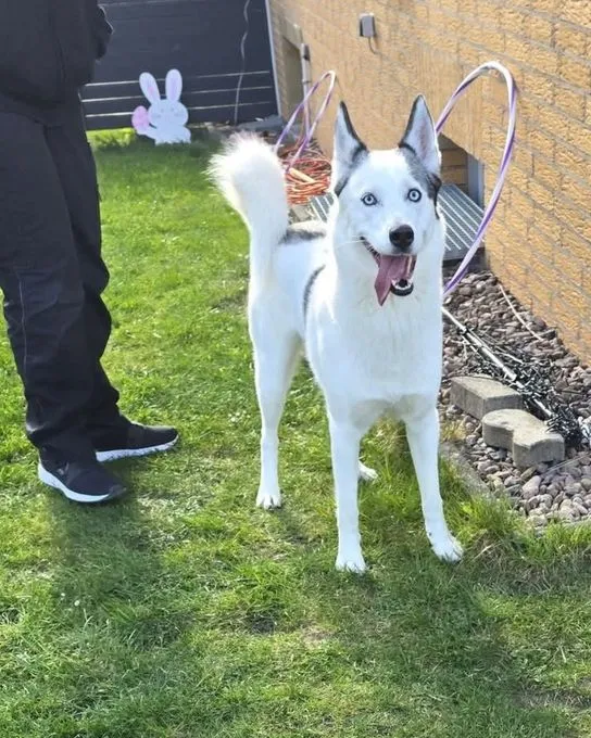 Hund aus Tierheim, Bonny Kira Ein Tolles Duo | Grau Weiß Husky Schäferhund Samojeden Mischlinge Weiblich