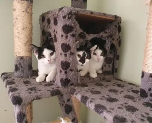 Katze aus Tierheim, Sid Peaches Ellie | Männlich