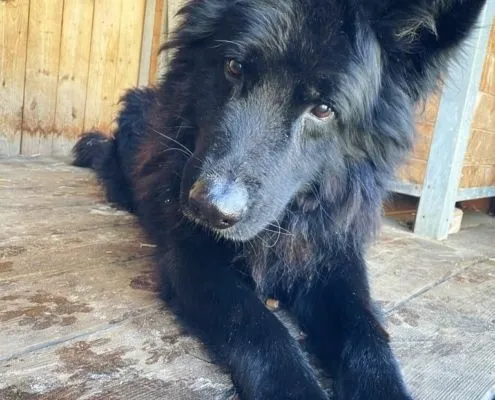 Dog from shelter, Adam | Altdeutscher Schäferhund Male