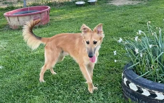 Edgar - whippet zur Adoption