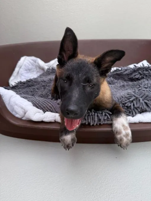 Dog from shelter, Mali | Braun Schwarz Malinois Mischling Female