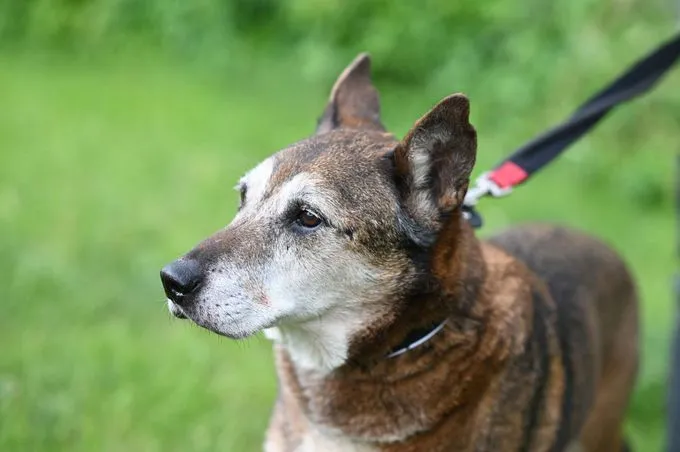 Dog from shelter, Dieter | Schäferhund Mix Female