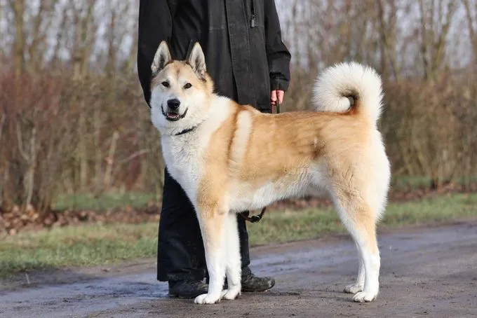 Hund aus Tierheim, Enrico | Laika Männlich