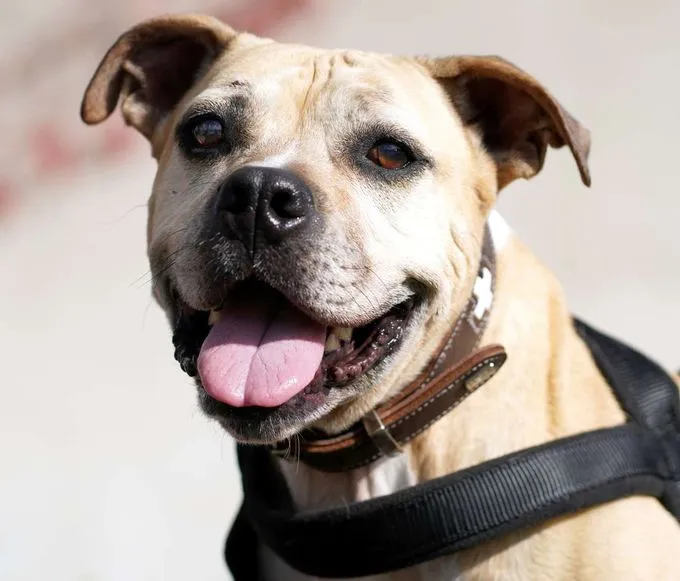 Dog from shelter, Lili | Staffordshire Bulldog Mix Female