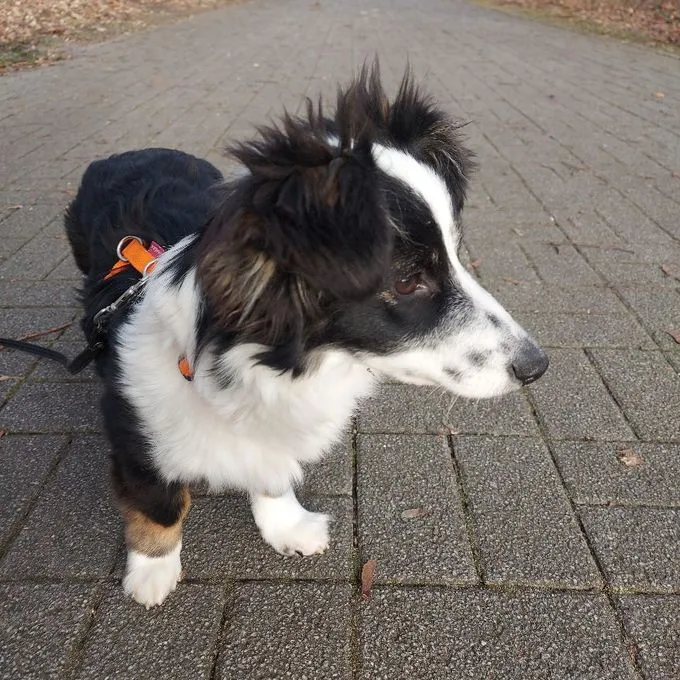 Teddy - Mischling zur Adoption