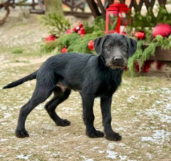 Omary - Riesenschnauzer zur Adoption
