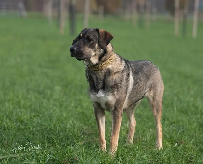 Dog from shelter, Cully | Schwarz Braun Dsh Mix Female