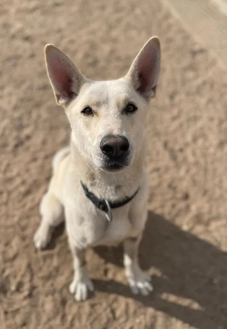 Dog from shelter, Pinsel Und Chappi | Grau Weiß Husky Male