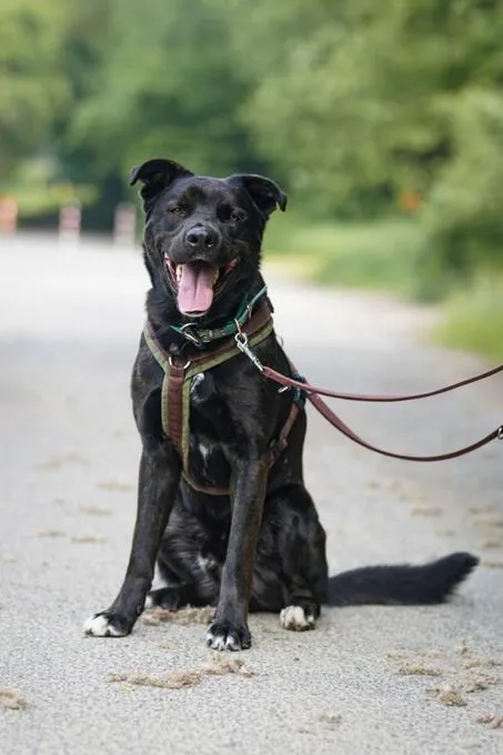 Hund aus Tierheim, Baghira | Schwarz Mit Kupfer Tupfen Mischling Männlich