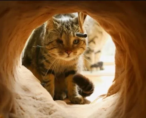 Cat from shelter, Duke | Male