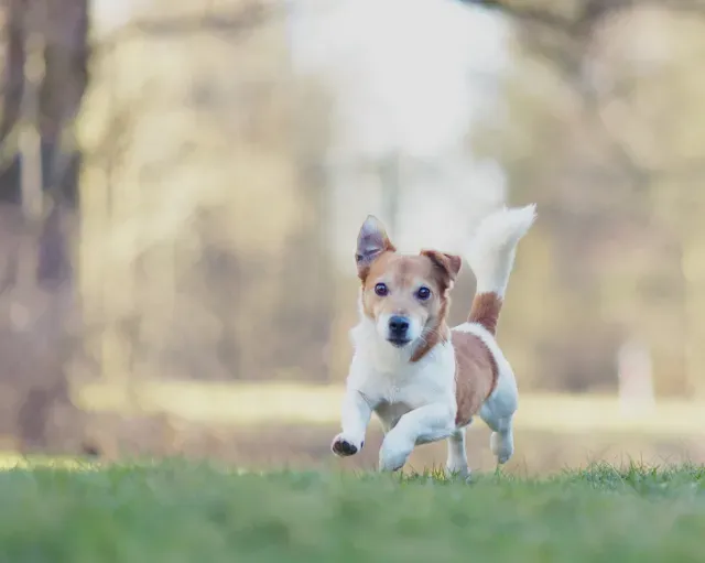 Dog from shelter, Jacky | Weiß Braun Jack Russell Mischling Male