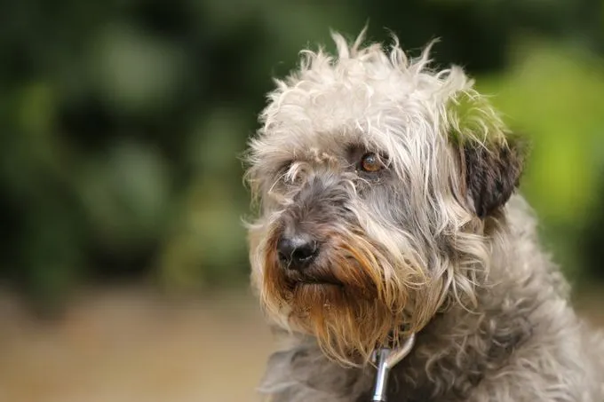 Hund aus Tierheim, Schelly | Grau Mischling Weiblich