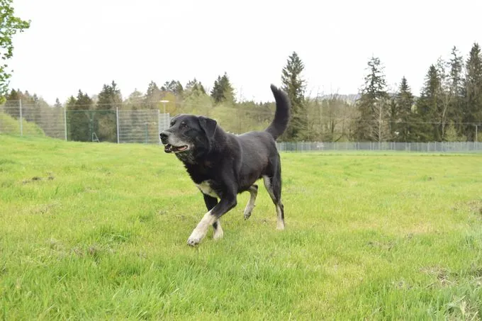 Dog from shelter, Dobby | Schwarz Husky Schäferhund Mischling Male