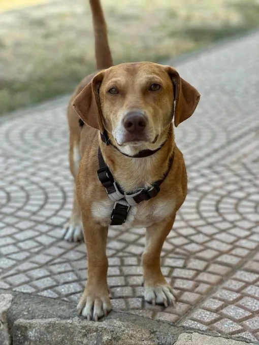 Hund aus Tierheim, Frodo So Ein Gechillter Toller Kerl | Braun Weiß Mischling Männlich