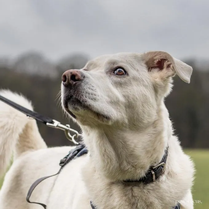 Hund aus Tierheim, Muriel | Weiß Husky Marremmano Mix Weiblich