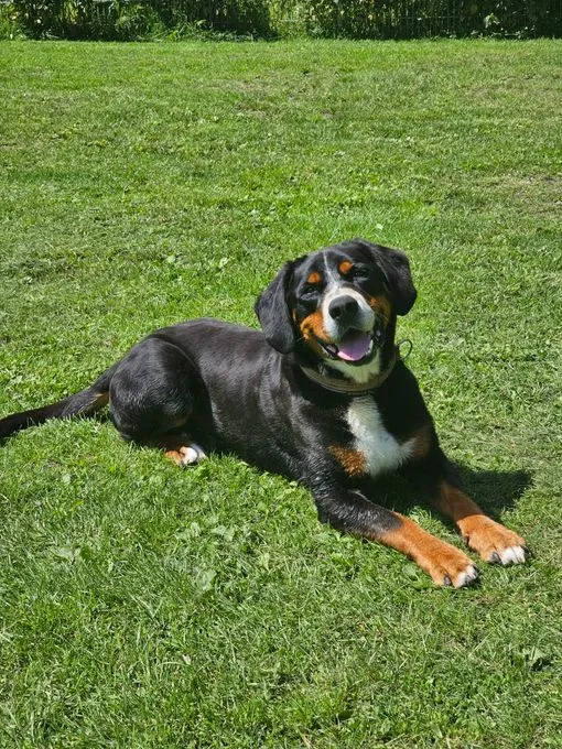 Dog from shelter, Loui Reserviert | Tricolor Gss Berner Sennenhund Male