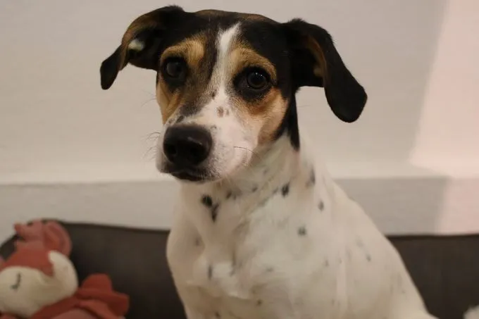 Dog from shelter, Pauline | Schwarz Braun Weiß Mischling Female