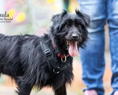 Dog from shelter, Paula | Terrier Mix Female