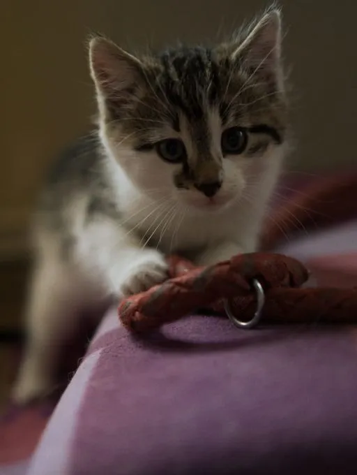 Willy und Ilse - Europäisch Kurzhaar  zur Adoption