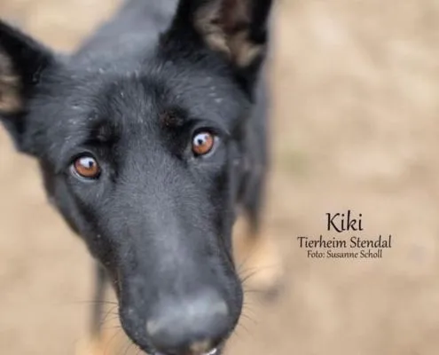 Dog from shelter, Kiki | Schäferhündin Female