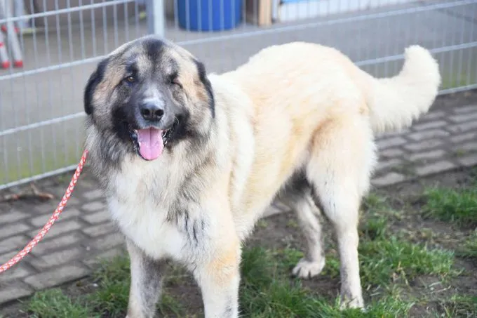Dog from shelter, Koda | Kaukasen Mix Female