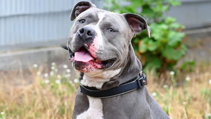 Luigi - Staffordshire-Mix zur Adoption